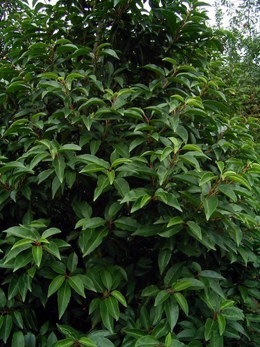 Portuguese laurel evergreen - portuguese,