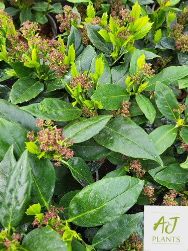 Aucuba japonica rozannie - aucuba,