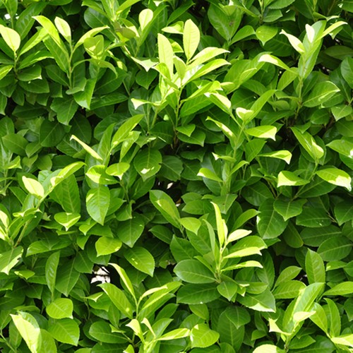 Cherry laurel hedging - laurel,
