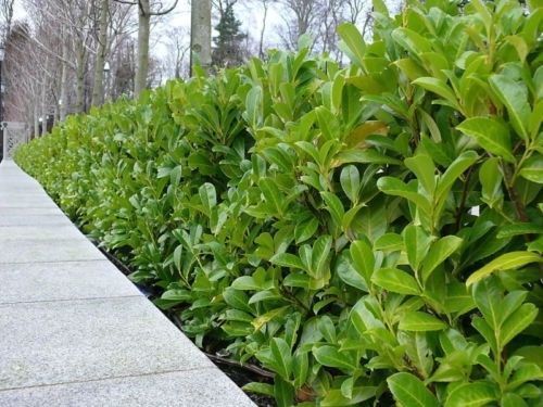 Cherry laurel 3ft tall - laurel, 2-3ft