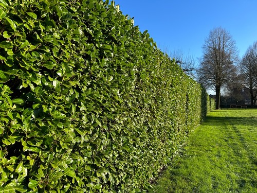 Cherry laurel hedging 3ft - 10,