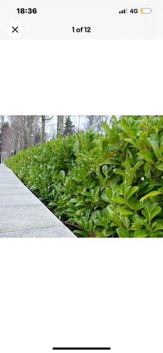 Laurel garden evergreen - laurel, hedge