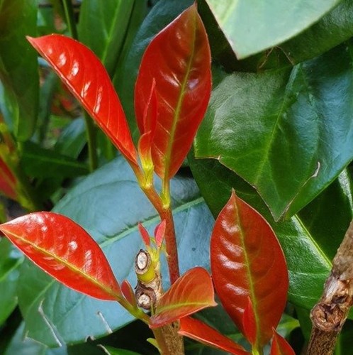 Prunus laurocerasus fire - laurocerasus,