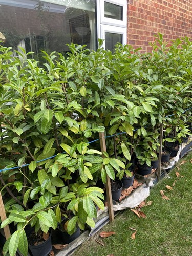 Laurel hedge plant fast - laurel, plant.
