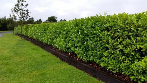 Cherry laurel 3ft tall - cherry, 2-3ft
