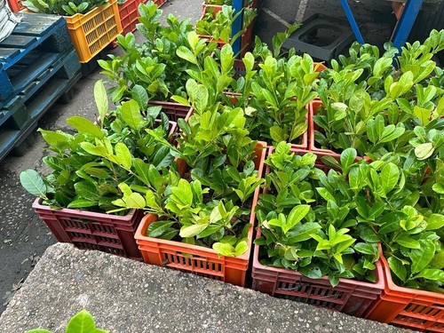 100x potted laurel - 100x,