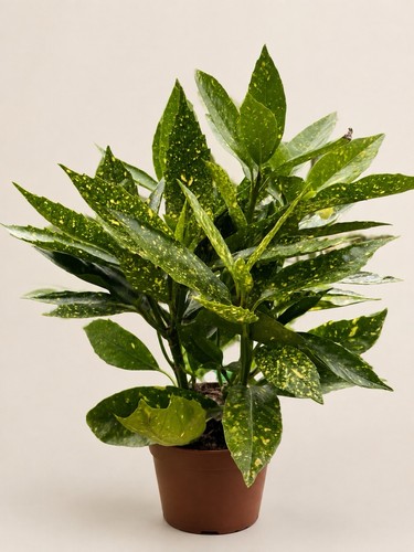 Aucuba japonica - 2,
