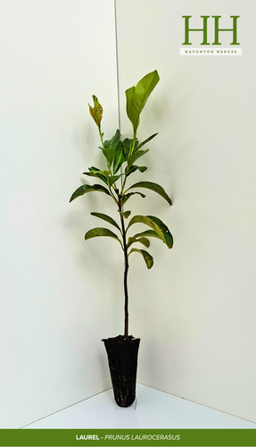 Laurel hedge plants 40cm - 40cm,