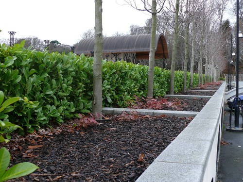 Cherry laurel 3ft tall - 20,