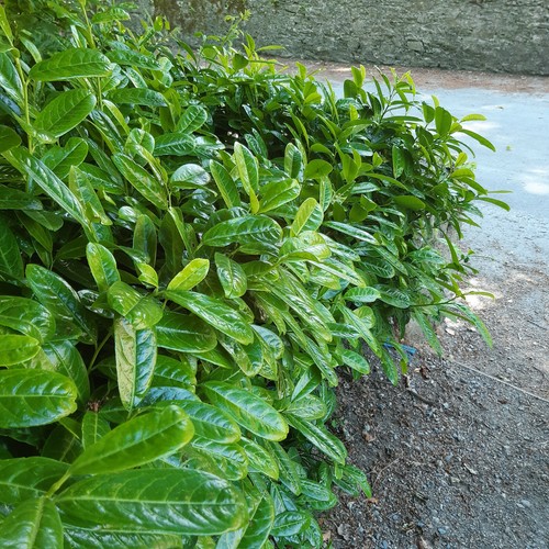 Cherry laurel 3ft - 2-3ft, tall