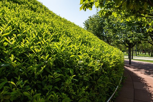 Cherry laurel 3ft - cherry,