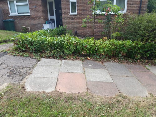 Laurel hedge bushes - 30,