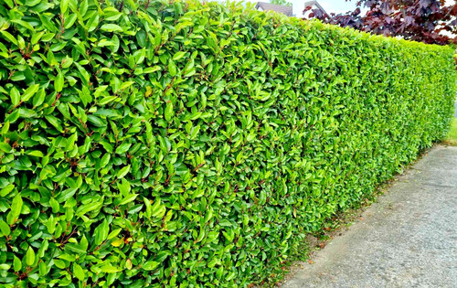 Portuguese laurel hedging - portuguese,