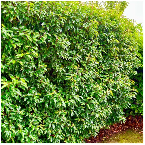 Portuguese laurel evergreen - portuguese,