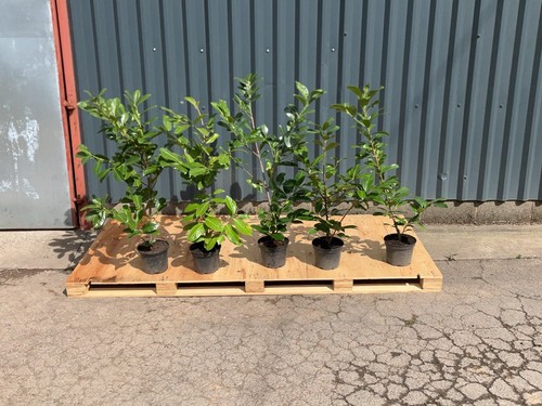 Cherry laurel plants - laurel, 3-4ft