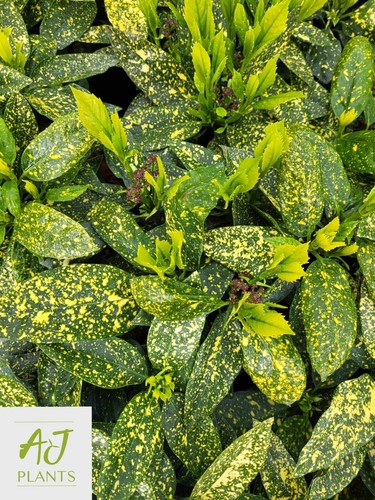 Aucuba japonica variegata - variegata,