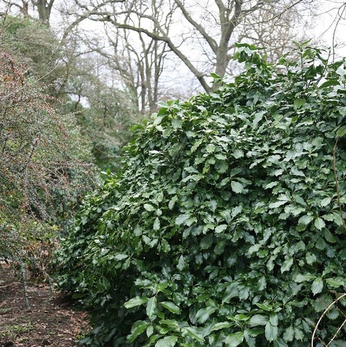 Aucuba japonica rozannie - aucuba,