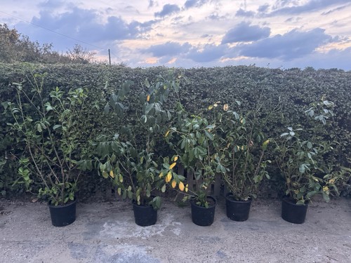 Laurel hedge - laurel,
