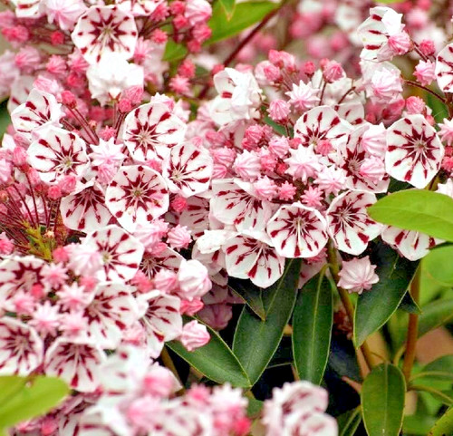 Kalmia latifolia peppermint - latifolia,