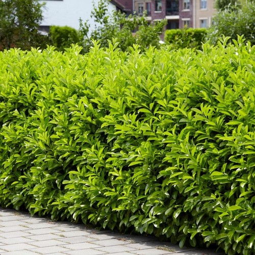 Cherry laurel hedge xxl 3lt - hedge,
